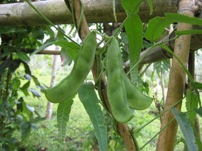 Selain Cegah Kanker, Ini 8 Manfaat Kesehatan dari Kacang Lima