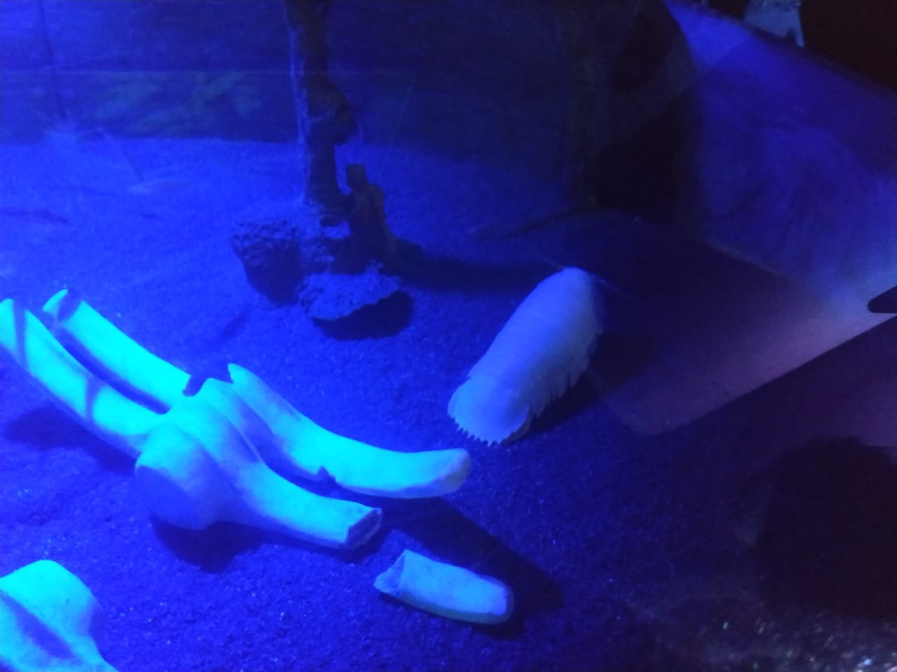 Tiga Hewan Unik dan Aneh Hadir di Jakarta Aquarium