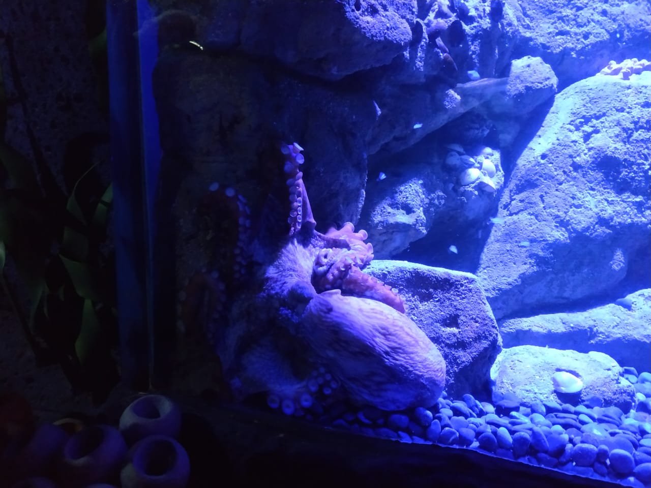Tiga Hewan Unik dan Aneh Hadir di Jakarta Aquarium