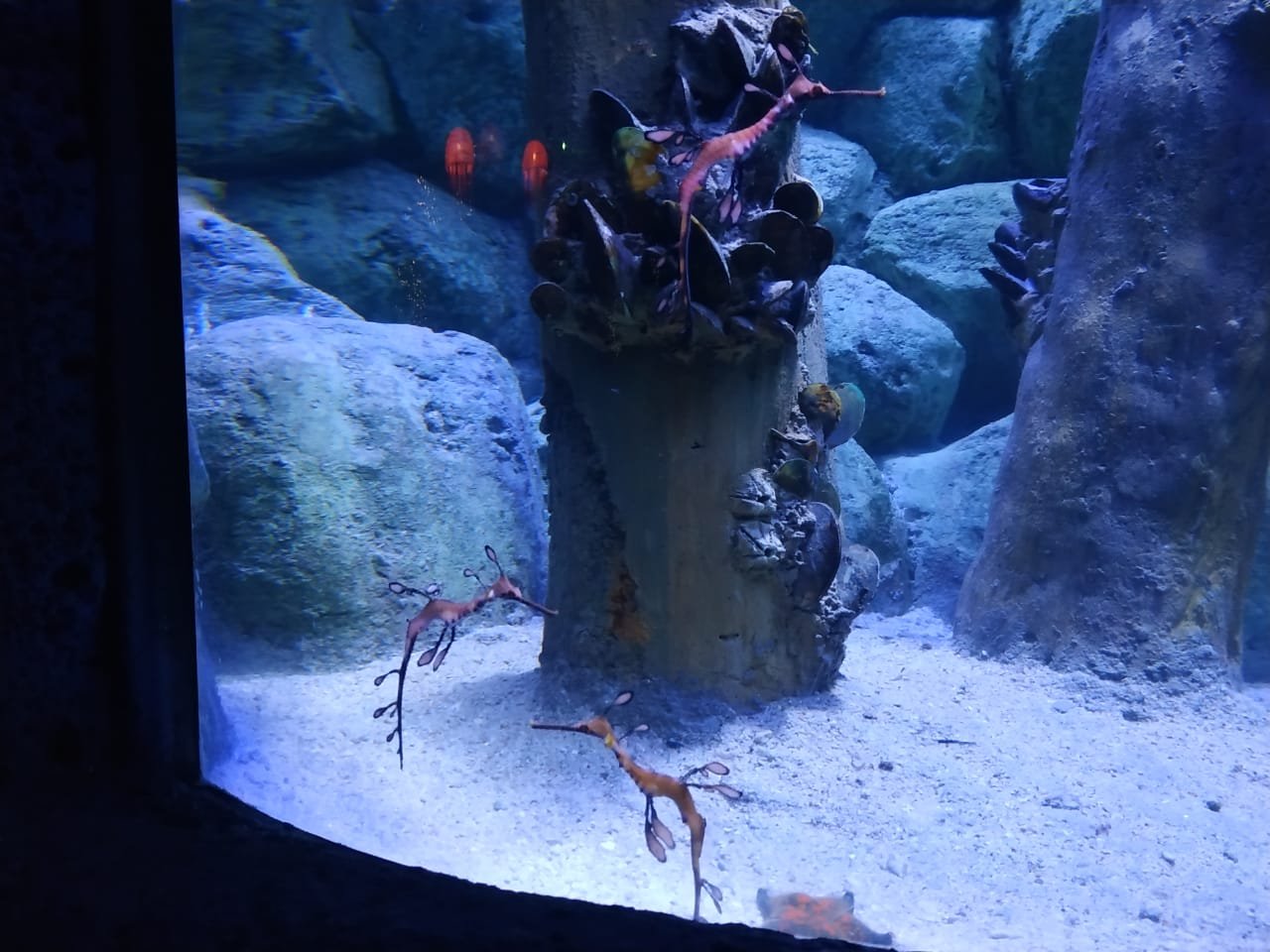 Tiga Hewan Unik dan Aneh Hadir di Jakarta Aquarium