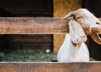 Tradisi Perayaan Idul Adha di Beberapa Daerah
