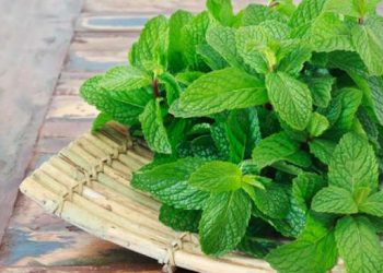 Mengenal Manfaat Daun Mint untuk Kesehatan