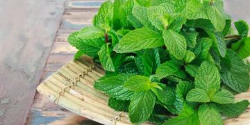 Mengenal Manfaat Daun Mint untuk Kesehatan