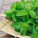 Mengenal Manfaat Daun Mint untuk Kesehatan 9 Mengenal Manfaat Daun Mint untuk Kesehatan
