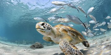 Hari Maritim Nasional : Keindahan Laut Yang Dimiliki Indonesia