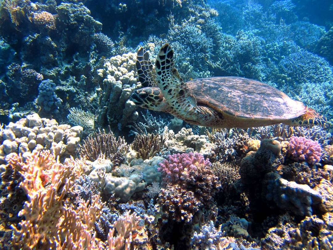 Hari Maritim Nasional : Keindahan Laut Yang Dimiliki Indonesia 6 Hari Maritim Nasional : Keindahan Laut Yang Dimiliki Indonesia