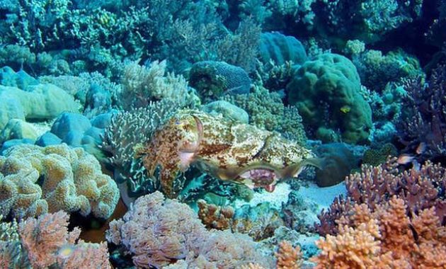 Hari Maritim Nasional : Keindahan Laut Yang Dimiliki Indonesia 2 Hari Maritim Nasional : Keindahan Laut Yang Dimiliki Indonesia