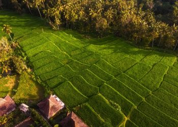 7 Produk Unggulan Pertanian Indonesia