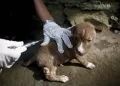 Hari Rabies Sedunia: Mengenal Penyakit Rabies dan Penanganannya
