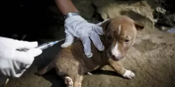 Hari Rabies Sedunia: Mengenal Penyakit Rabies dan Penanganannya