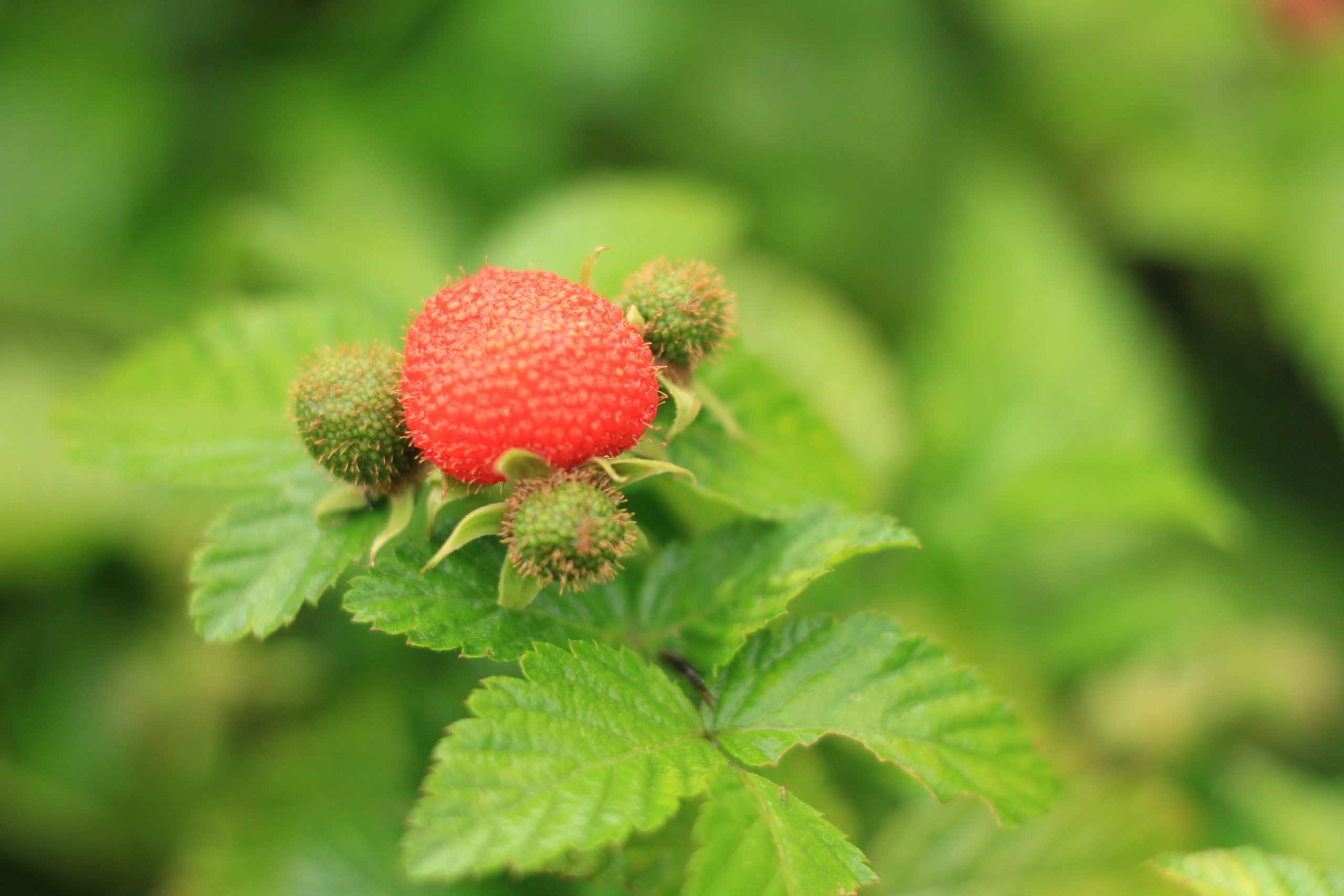 Hari Pangan Sedunia : 6 Fakta Tentang Kerben Berry Asli Indonesia 3 Hari Pangan Sedunia 6 Fakta Tentang Kerben Berry Asli Indonesia_Womanindonesia.jpg
