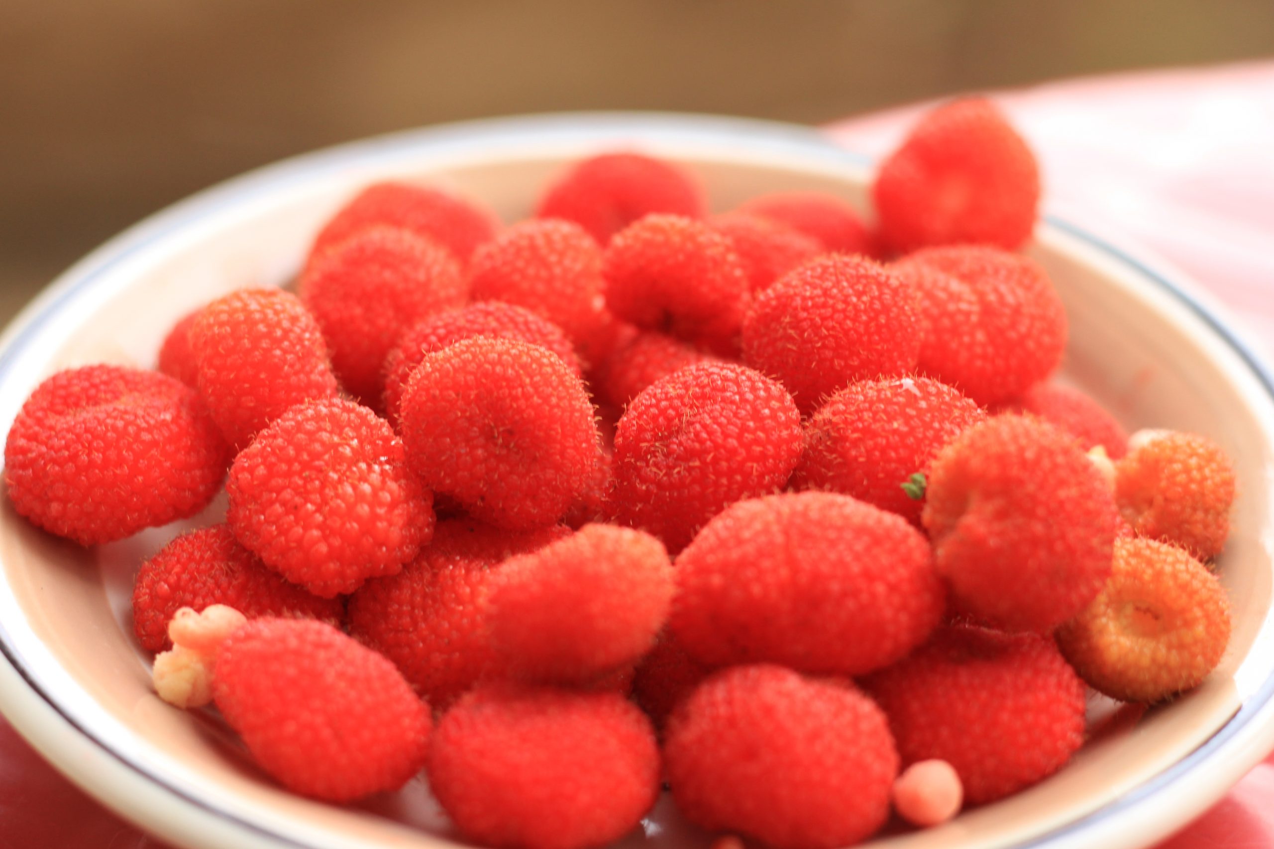 Hari Pangan Sedunia : 6 Fakta Tentang Kerben Berry Asli Indonesia 6 Hari Pangan Sedunia 6 Fakta Tentang Kerben Berry Asli Indonesia_Womanindonesia.jpg