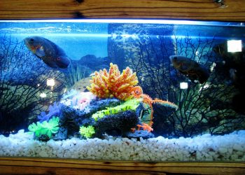 Manfaat Aquarium Bagi Kesehatan Jiwa_Womanindonesia.jpg