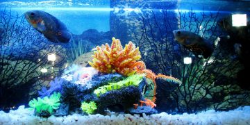 Manfaat Aquarium Bagi Kesehatan Jiwa_Womanindonesia.jpg