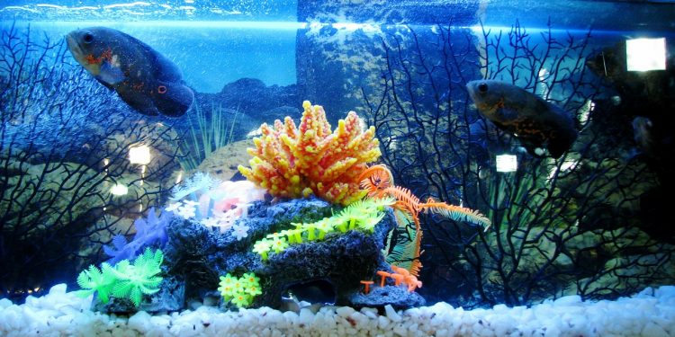 Manfaat Aquarium Bagi Kesehatan Jiwa_Womanindonesia.jpg