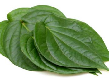 5 Manfaat Daun Sirih untuk Kesehatan_Womanindonesia.jpg