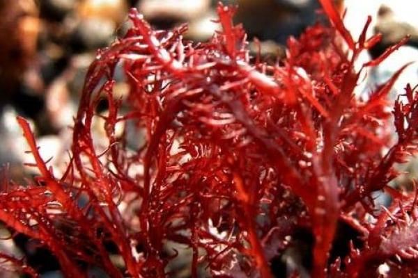 Manfaat Alga Merah dalam Produk Skincare Bisa Lawan Penuaan Dini 2 Manfaat Alga Merah dalam Produk Skincare Bisa Lawan Penuaan Dini_Womanindonesia.jpg