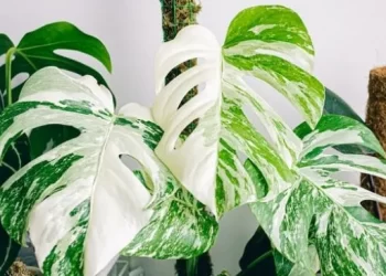 Mengenal 6 Tanaman Hias yang Sedang Tren