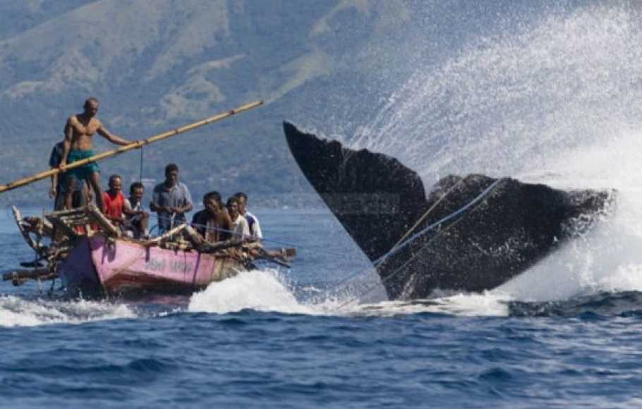 Hari Konvensi Ikan Paus 2021: Mengenal Budaya Perburuan Paus Lamalera 2 Hari Konvensi Ikan Paus 2021 Mengenal Budaya Perburuan Paus Lamalera_womanindonesia.jpg