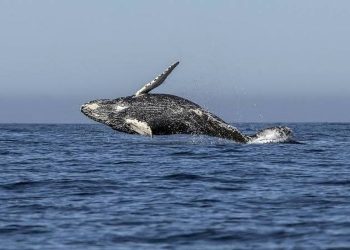 Hari Konvensi Ikan Paus 2021 Mengenal Budaya Perburuan Paus Lamalera_womanindonesia.jpg