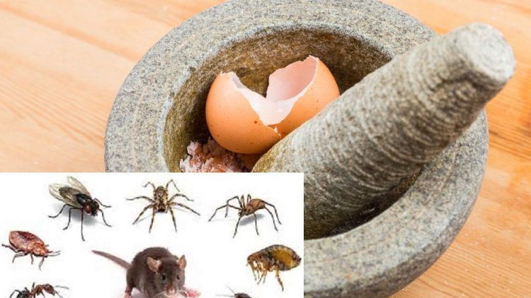 Jangan Dibuang, Ini 5 Manfaat Cangkang Telur 3 Jangan Dibuang, Ini 5 Manfaat Cangkang Telur_womanindonesia.co.id