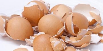 Jangan Dibuang, Ini 5 Manfaat Cangkang Telur_womanindonesia.co.id