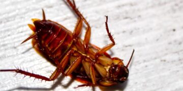 Jangan Abaikan, Kecoa Bisa Sebabkan Infeksi Bakteri dan Asma_womanindonesia.co.id