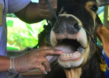 4 Langkah Pencegahan Penyakit Mulut dan Kuku Pada Ternak_womanindonesia.co.id