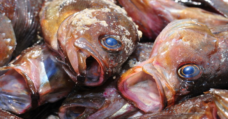 3 Bahaya Konsumsi Ikan Mentah yang Sudah Terinfeksi 3 3 Bahaya Konsumsi Ikan Mentah yang Sudah Terinfeksi_womanindonesia.co.id