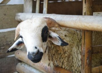 Islutrasi : Salah satu binatang seperti domba yang diperbolehkan untuk dikurbkan di Hari Raya Idul Adha