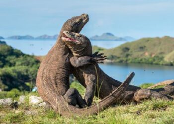 12 Fakta Unik Indonesia Yang Mendunia_womanindonesia.co.id