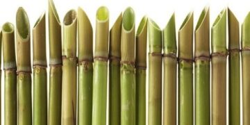 Mengenal Senjata Bambu Runcing Dalam Perang Kemerdekaan Indonesia_womanindonesia.co.id