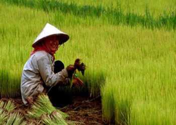 Hari Tani Nasional 2022: Tegakkan Konstitusionalisme Agraria yang Adil Gender_womanindonesia.co.id