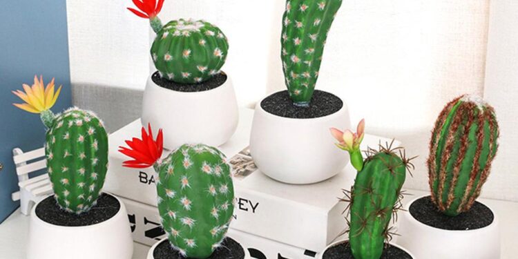 7 Inspirasi Tanaman Kaktus Sebagai Hiasan Rumah dan Manfaatnya_womanindonesia.co.id