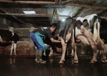 KSG Bangkitkan Kiprah Peternak Sapi Perah Lokal_womanindonesia.co.id