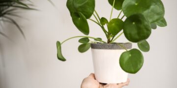 9 Inspirasi Tanaman Hijau di Dalam Ruangan_womanindonesia.co.id