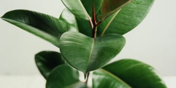 Inspirasi 5 Tanaman Hias Membuat Rumah Lebih Sejuk_womanindonesia.co.id