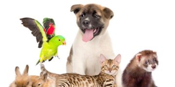 Hari Hewan Sedunia 2022: Benarkah Memiliki Hewan Peliharaan Baik Untuk Kesehatan Jiwa?_womanindonesia.co.id