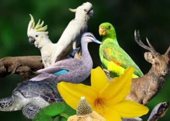 Hari Cinta Puspa dan Satwa Nasional (HCPSN): Manfaat Memiliki Tanaman di Rumah_womanindonesia.co.id