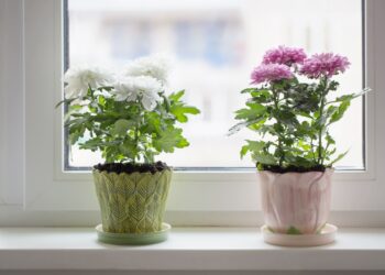 10 Tanaman Rumah Yang Membantu Membersihkan Udara_womanindonesia.co.id