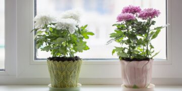 10 Tanaman Rumah Yang Membantu Membersihkan Udara_womanindonesia.co.id