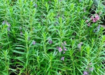 6 Jenis Tanaman Pengusir Nyamuk dan Lalat_womanindonesia.co.id