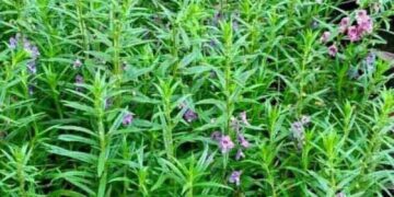 6 Jenis Tanaman Pengusir Nyamuk dan Lalat_womanindonesia.co.id