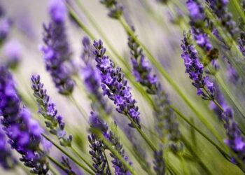 Lavender cocok di musim hujan, hindari nyamuk - Womanindonesia.co.id