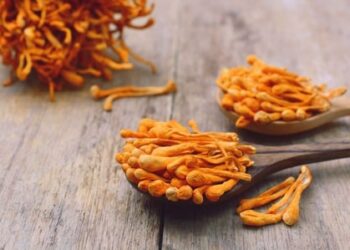 manfaat Jamur Cordyceps untuk tubuh - Womanindonesia.co.id