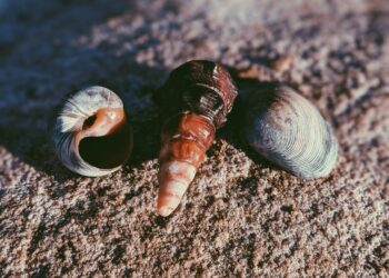 Demam keong - Womanindonesia.co.id