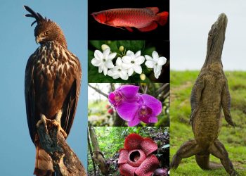 Hari Cinta Puspa dan Satwa Nasional 5 November 2023: Memperingati Keanekaragaman Alam Indonesia_womanindonesia.co.id