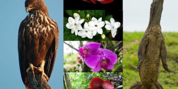 Hari Cinta Puspa dan Satwa Nasional 5 November 2023: Memperingati Keanekaragaman Alam Indonesia_womanindonesia.co.id