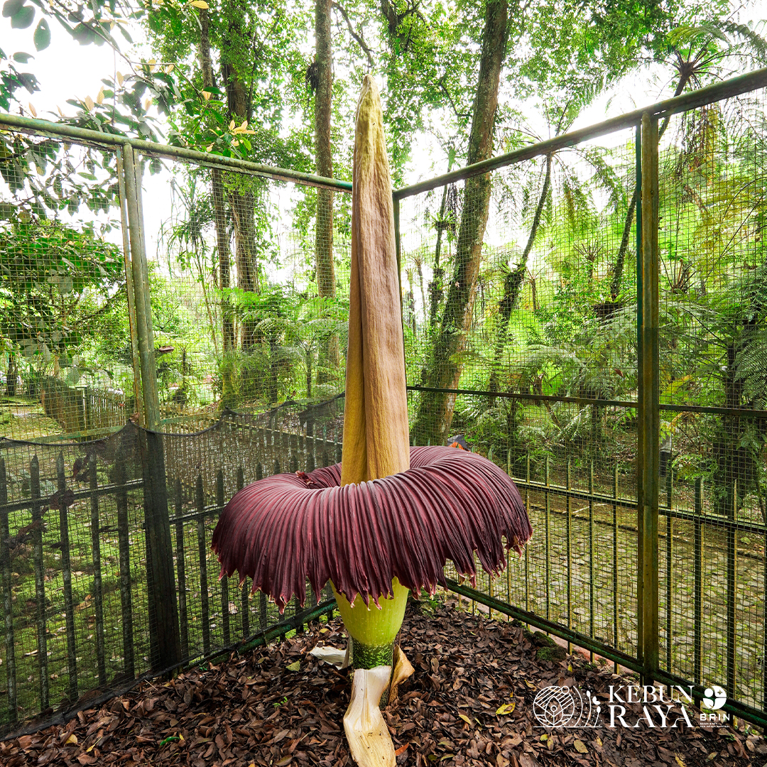 Bunga Bangkai Mekar di Kebun Raya Cibodas Saat Merayakan HUT ke-172 2 Bunga Bangkai Mekar di Kebun Raya Cibodas Saat Merayakan HUT ke-172_womanindonesia.co.id