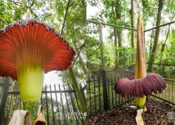 Bunga Bangkai Mekar di Kebun Raya Cibodas Saat Merayakan HUT ke-172_womanindonesia.co.id